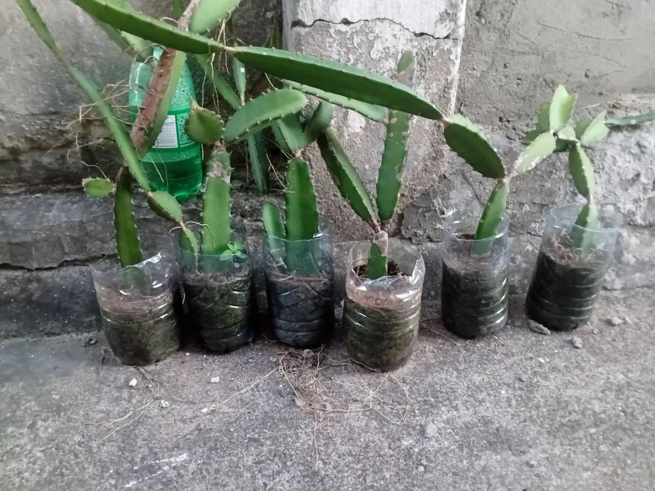 Mudas de pitaia