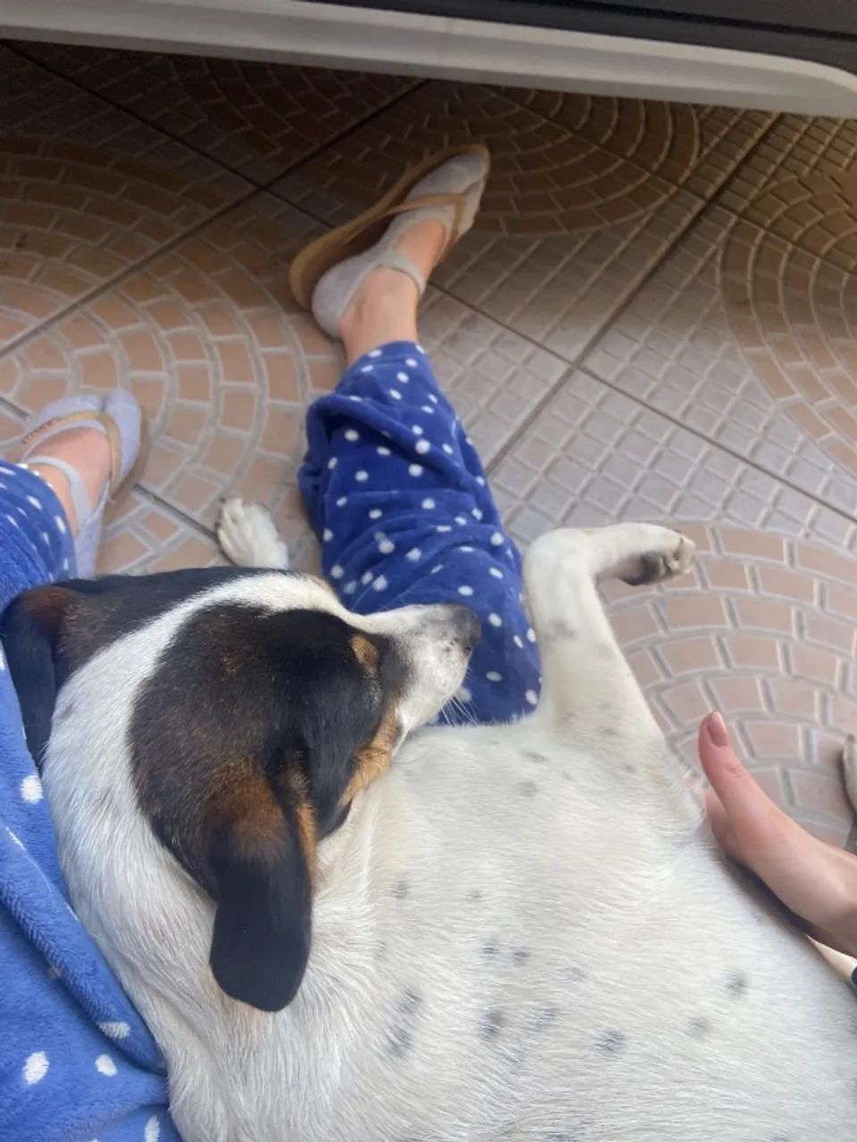 Adoção responsável de cachorro  - Foto 3