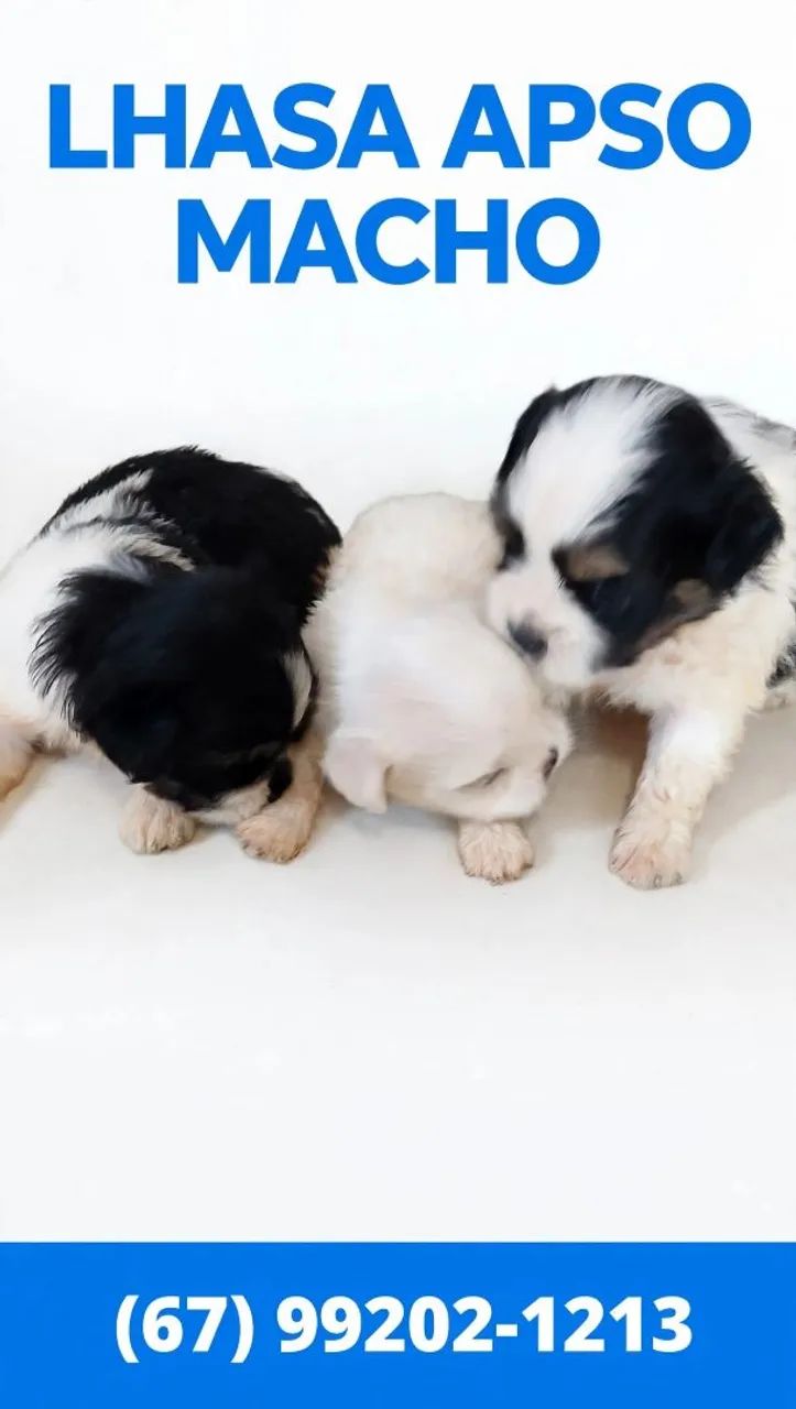 Lhasa apso macho - Foto 2