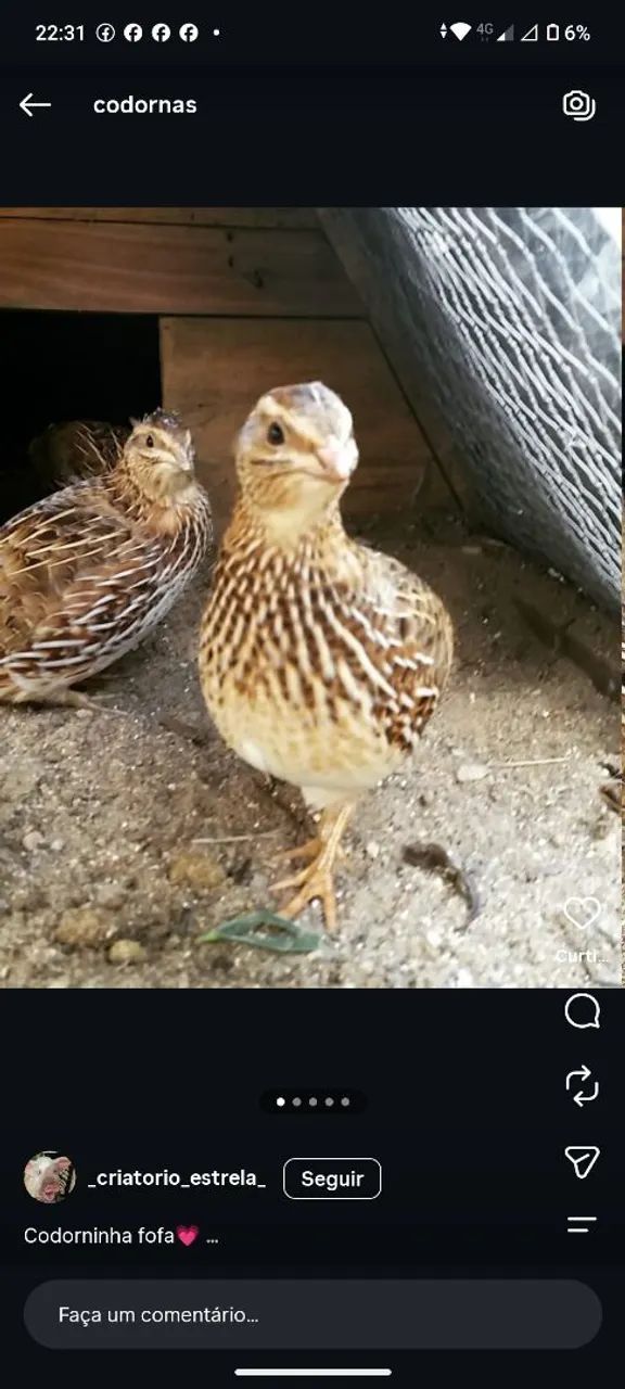 Codornas botando ,70 dias de vida 
