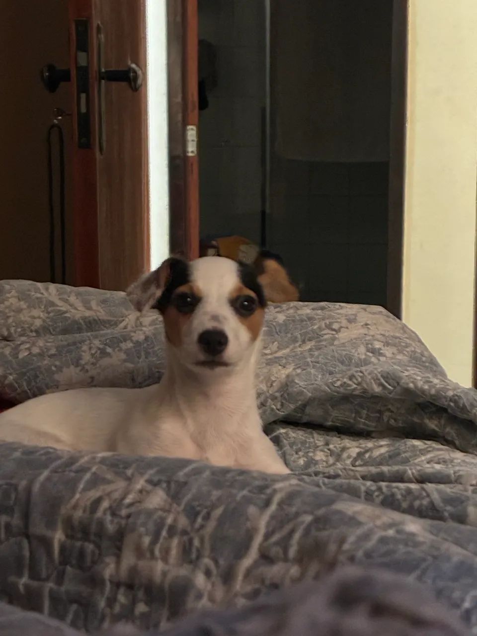 Vendo cão