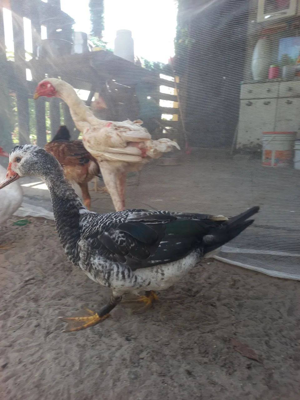 Pato