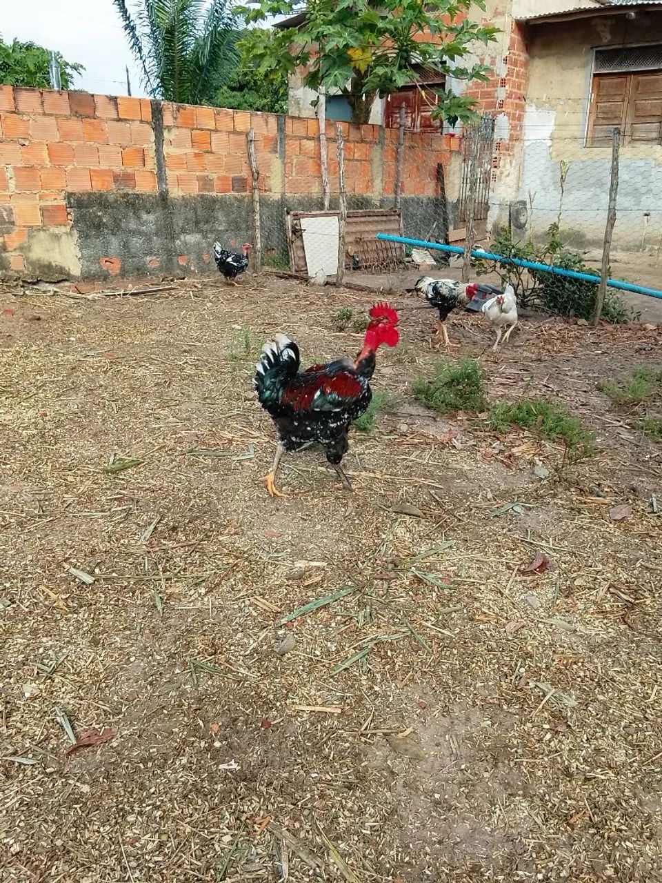 Frango GSB disponível. - Foto 3