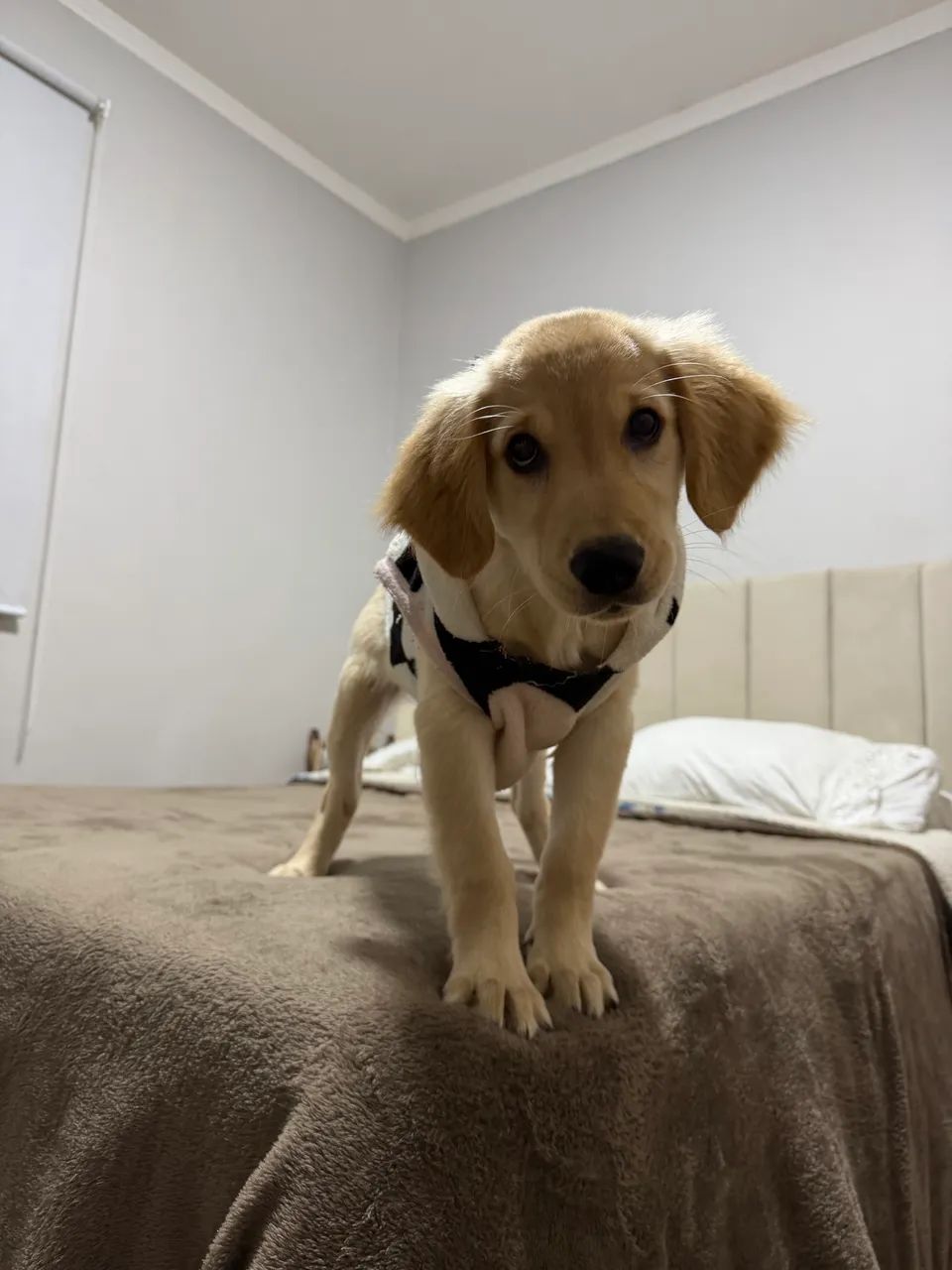 Golden retriver  - Foto 2