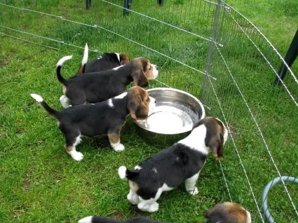 Beagle vacinado 