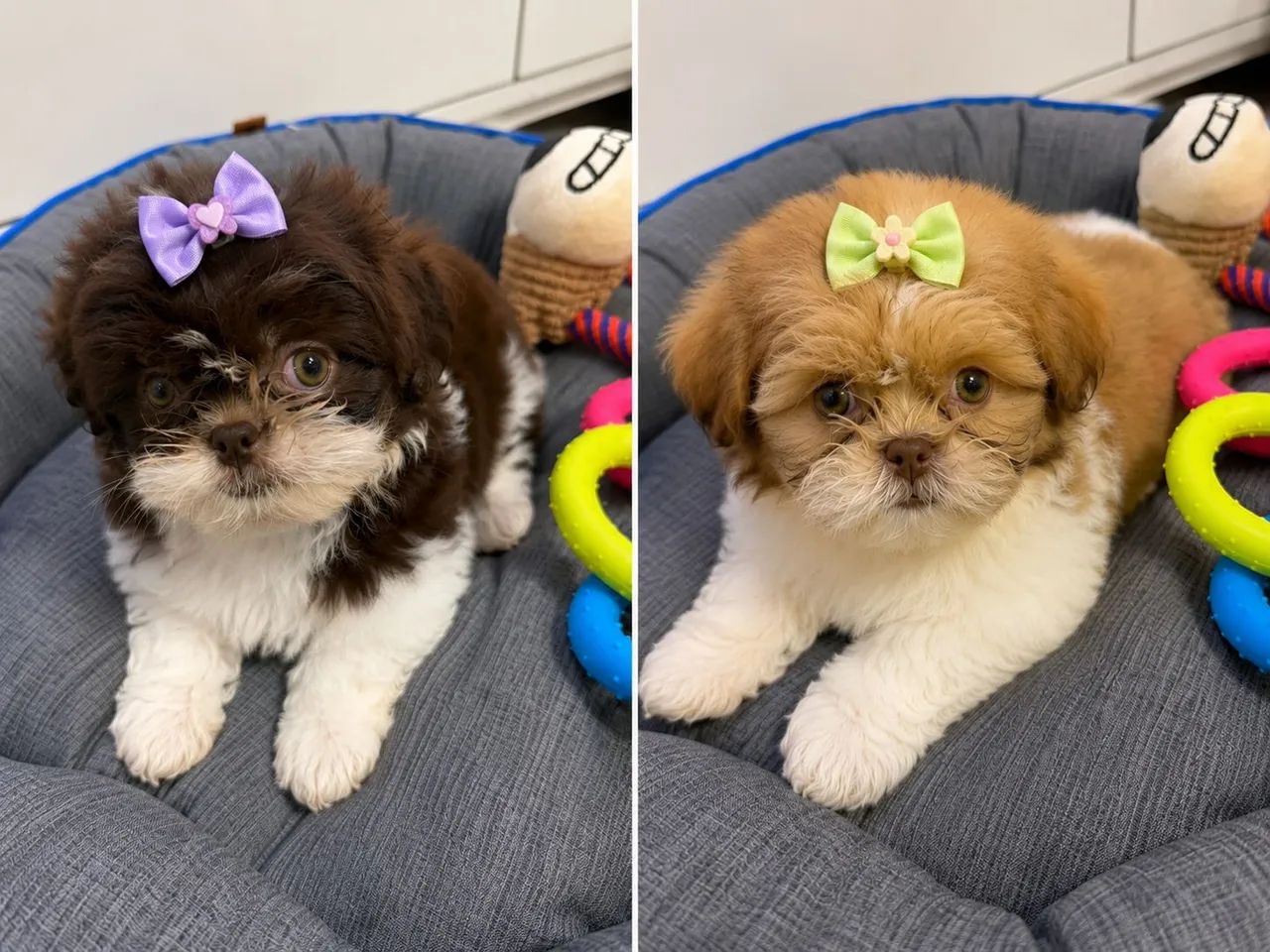 Shihtzu fígado minibebelo. 