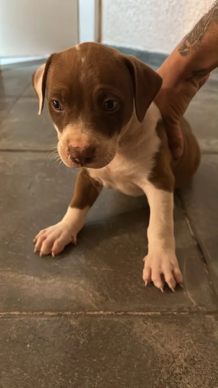 Pitbull - Foto 3