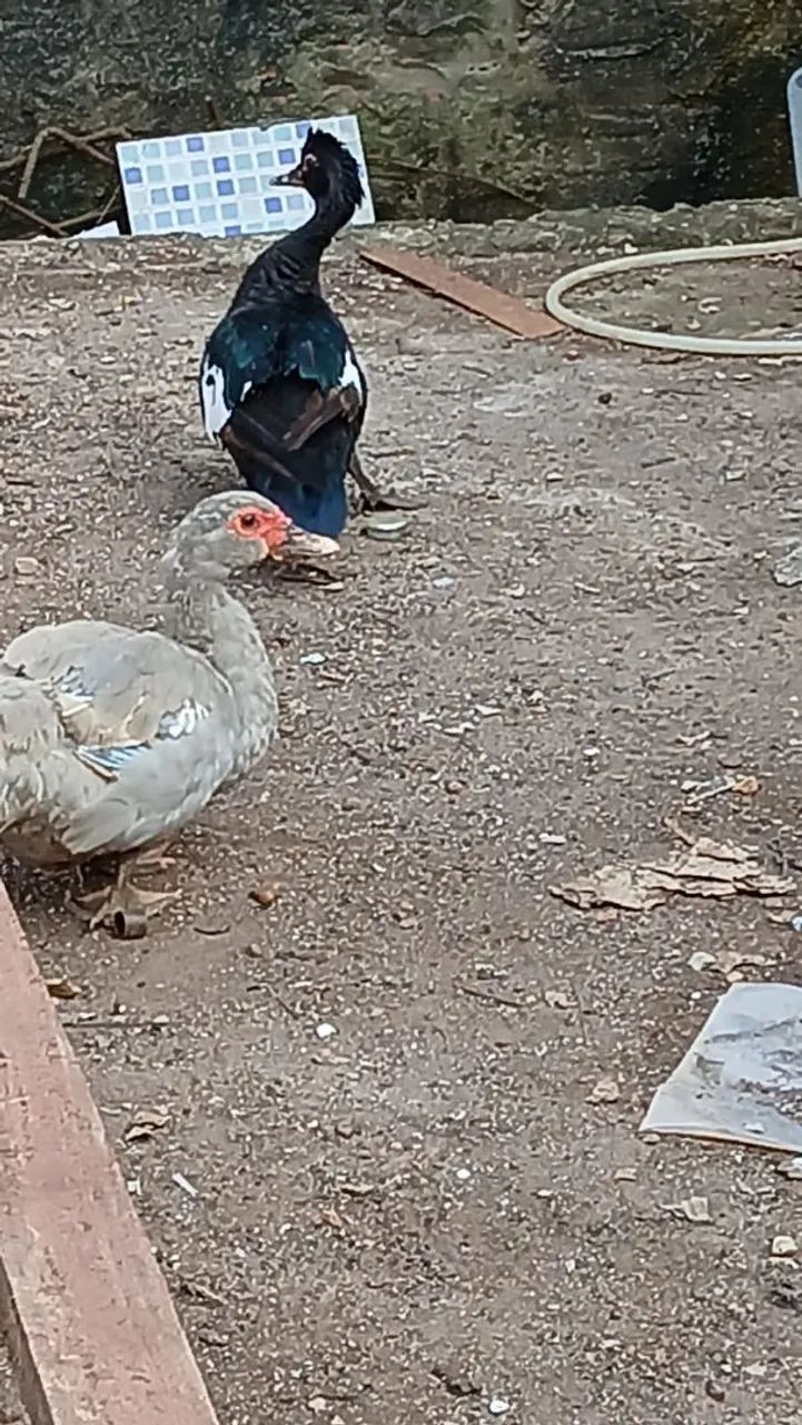 Aves a venda - Foto 3
