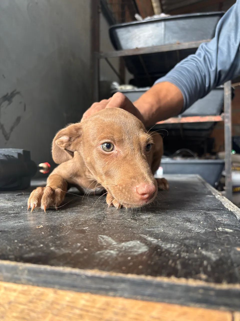 Doação de cachorro  - Foto 2