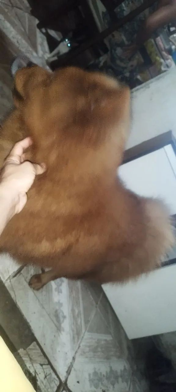 Vendo Chow Chow  - Foto 4