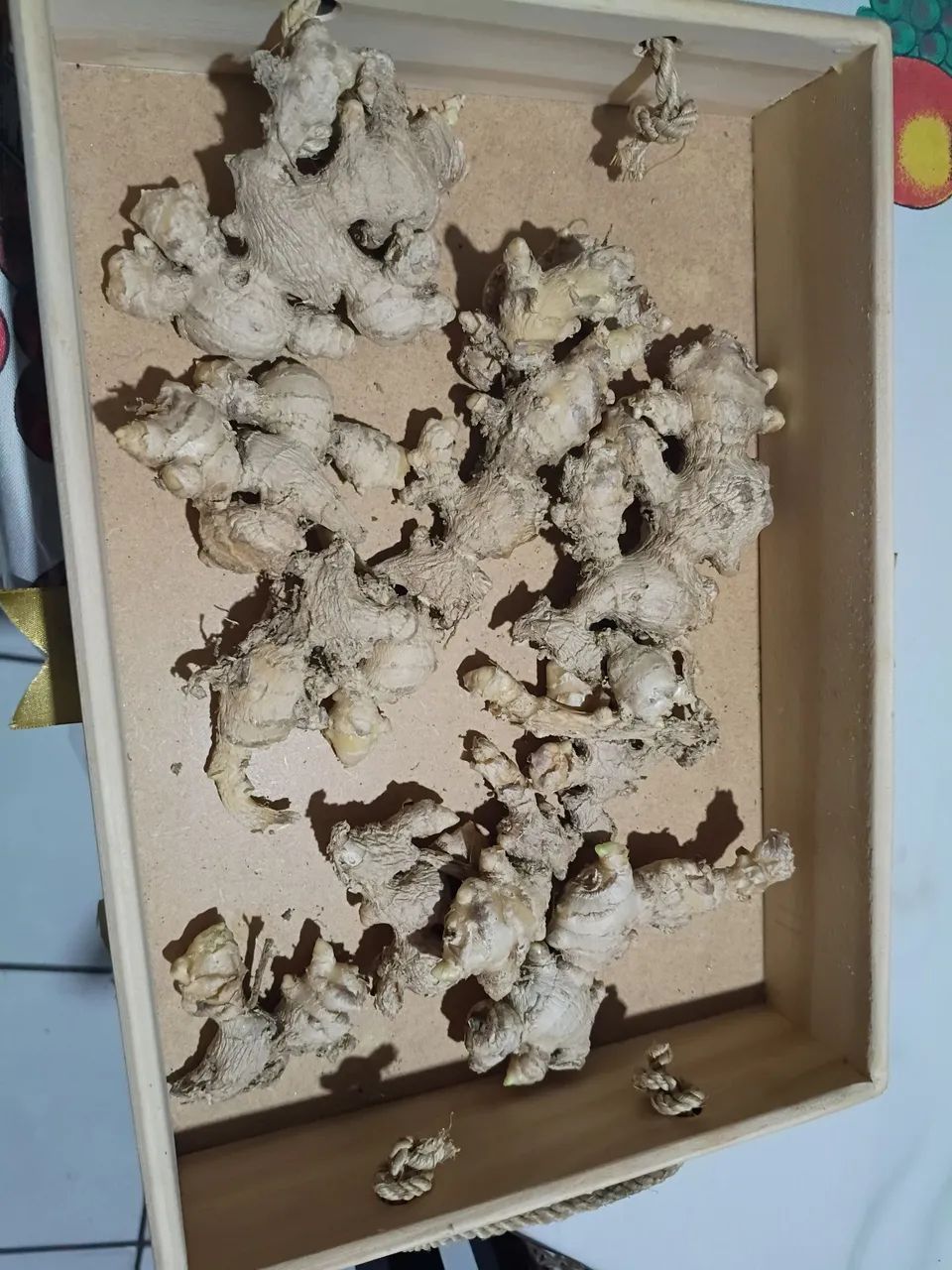 Gengibre