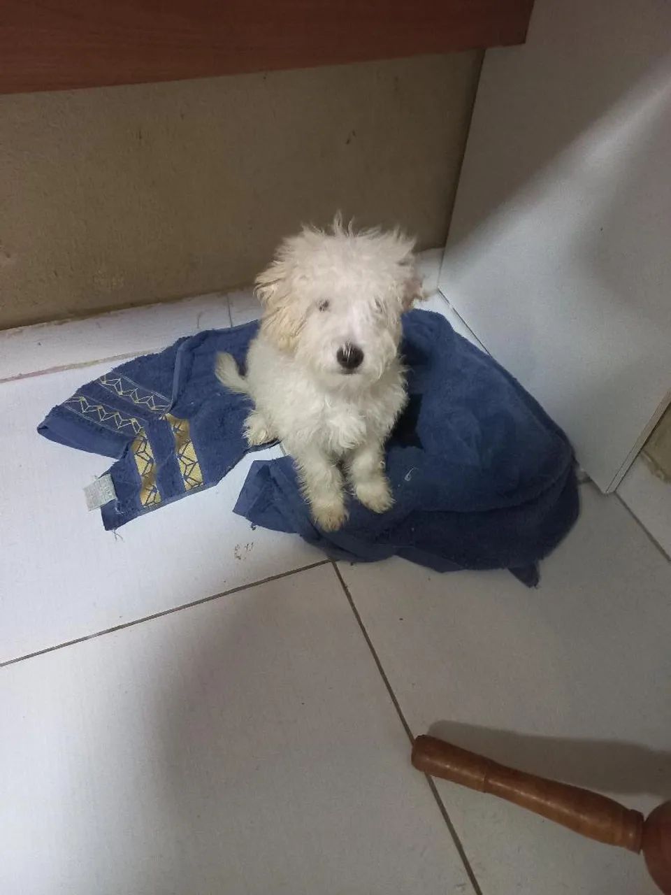 Poodle Macho  - Foto 3