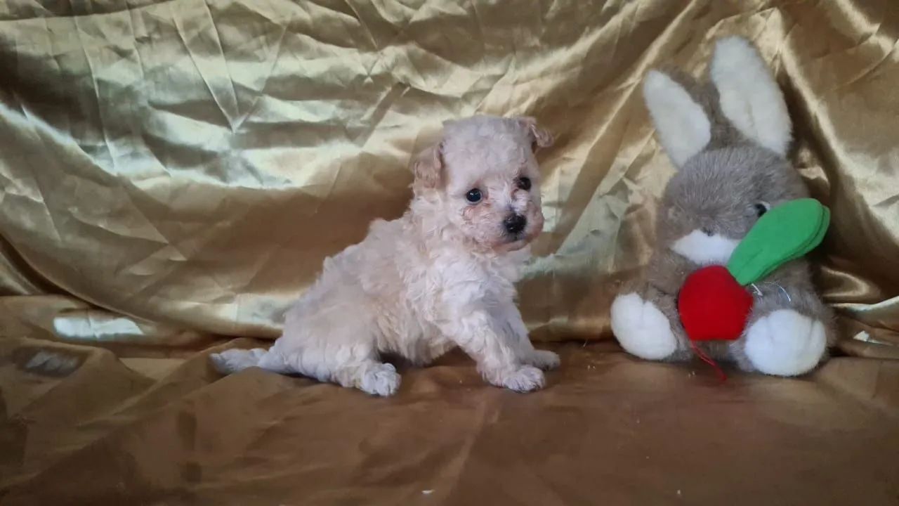 Poodle macho 