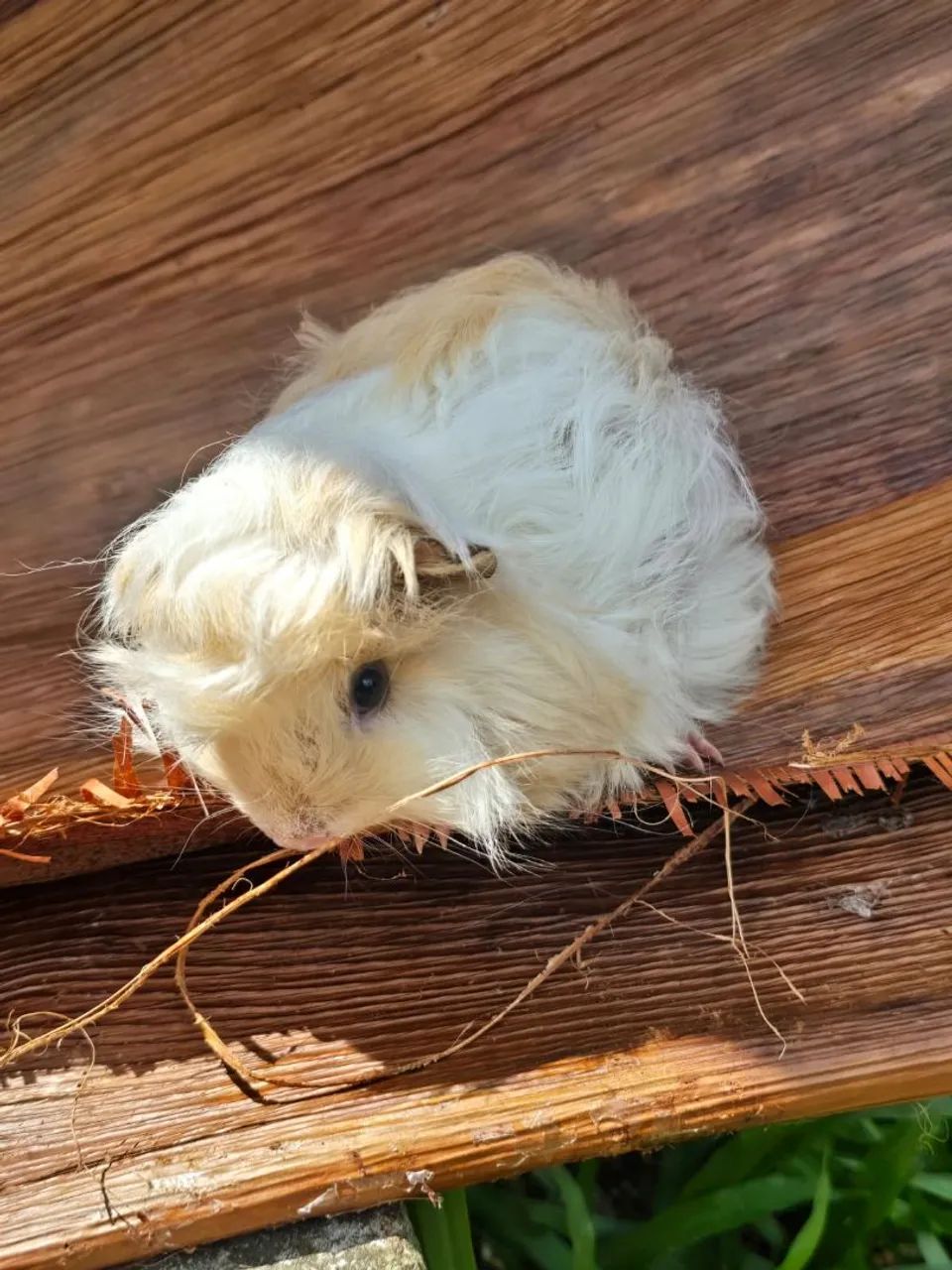Peruvian Guinea Pig65675276892033121