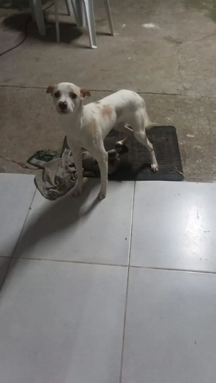 Doação  - Foto 3