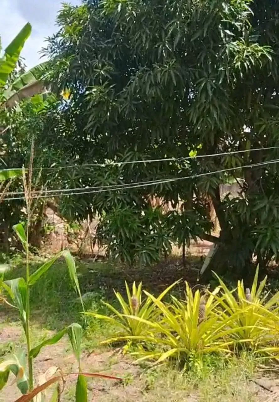 Casa com pomar - Foto 3