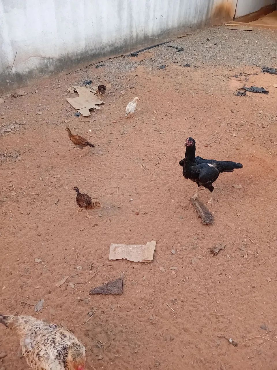 Galinhas e pintos - Foto 4
