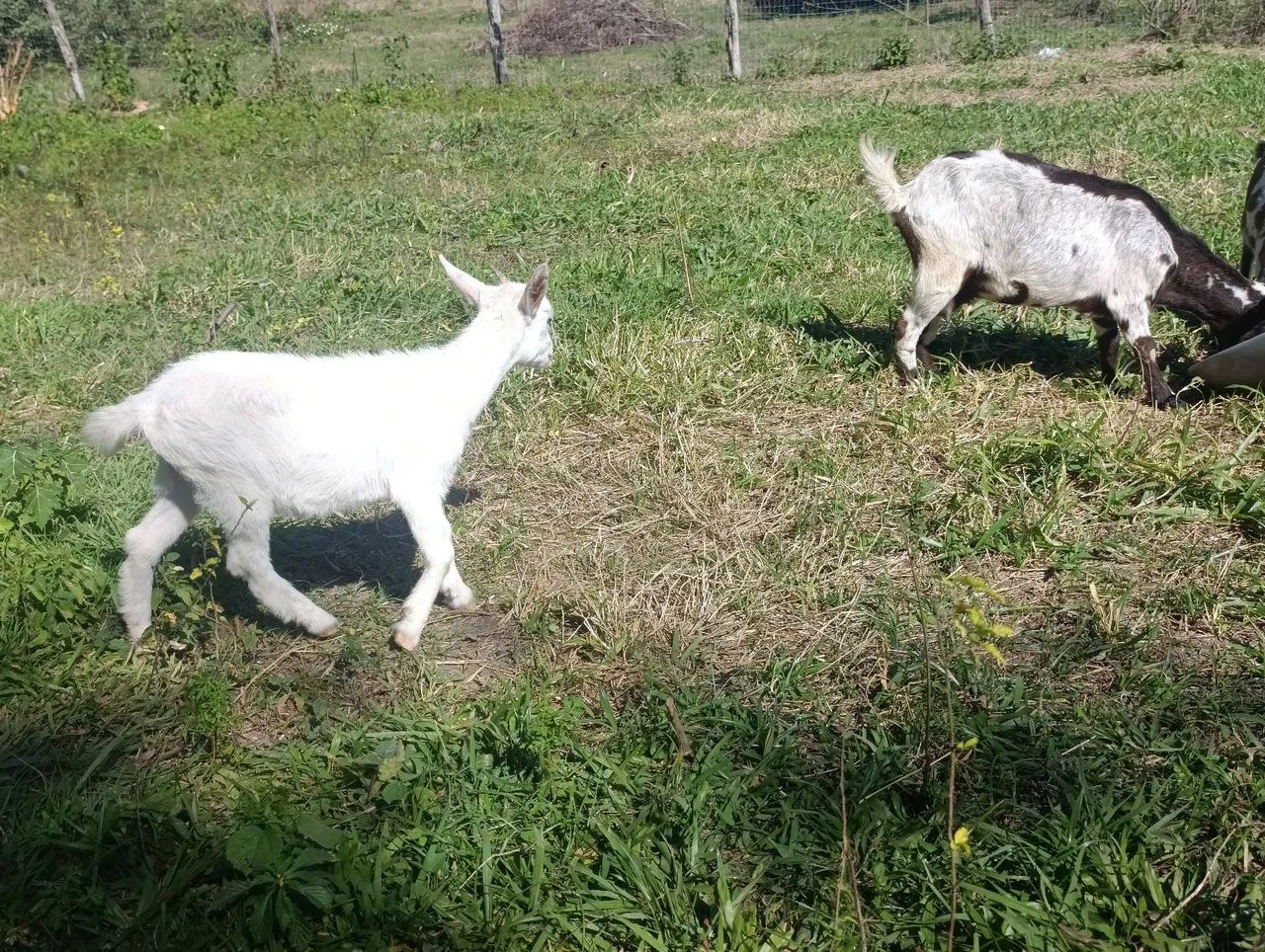 Mini cabra  - Foto 2
