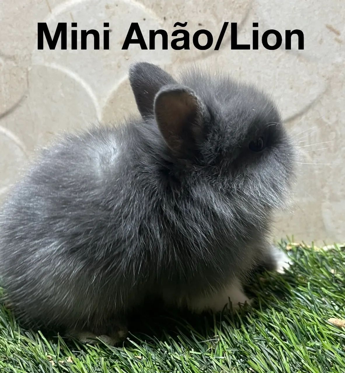 Mini coelhos  - Foto 3