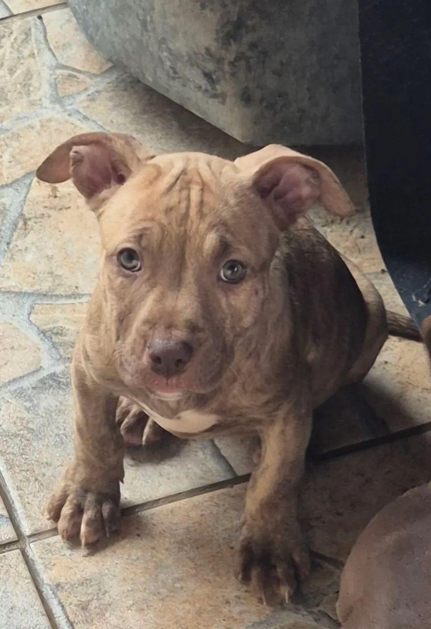 Filhotes de pitmonster  - Foto 4