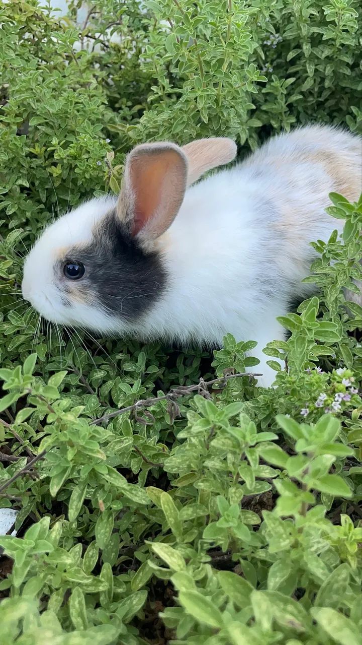 Coelhos  - Foto 3