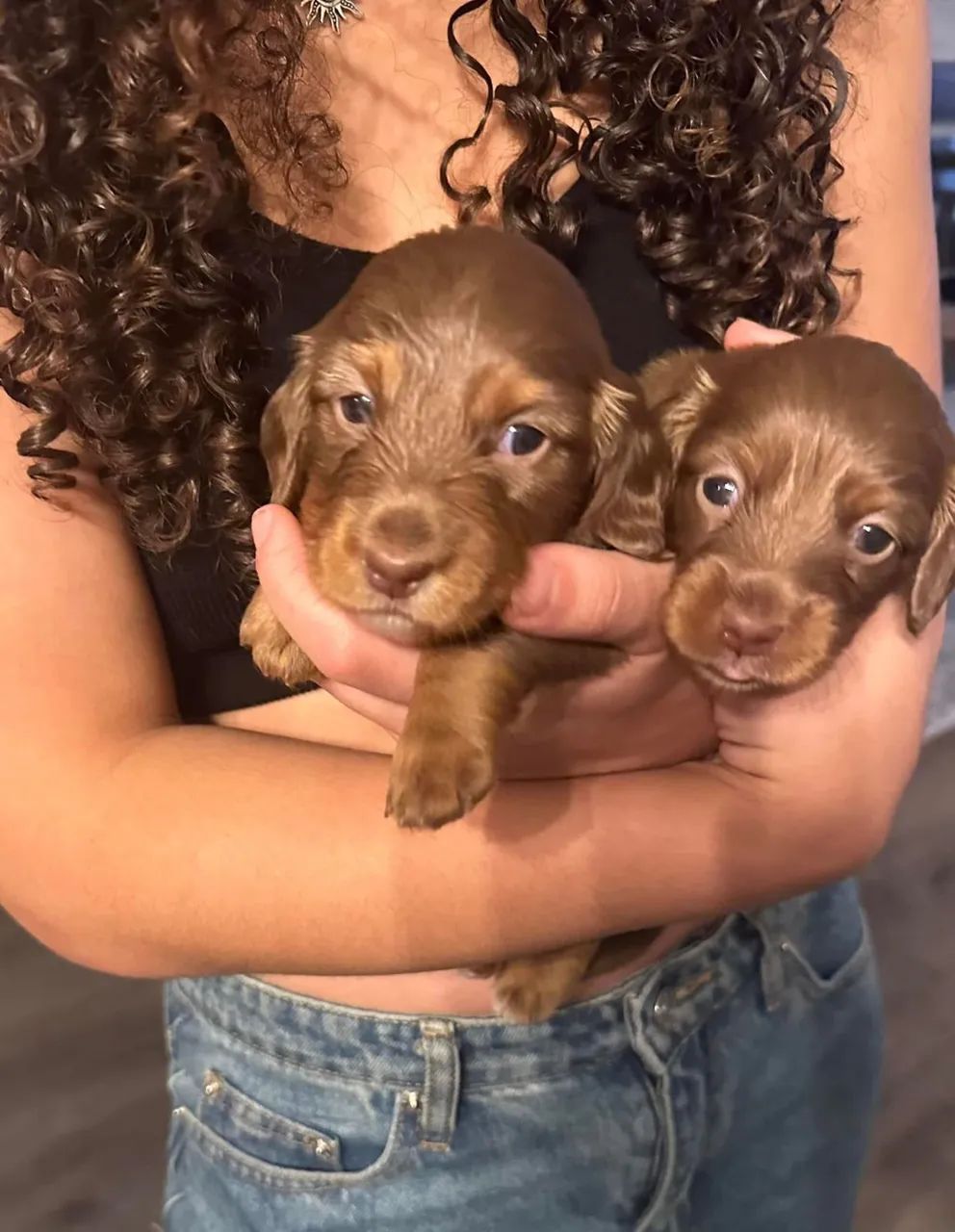 Dachshund pelo longo - Foto 4