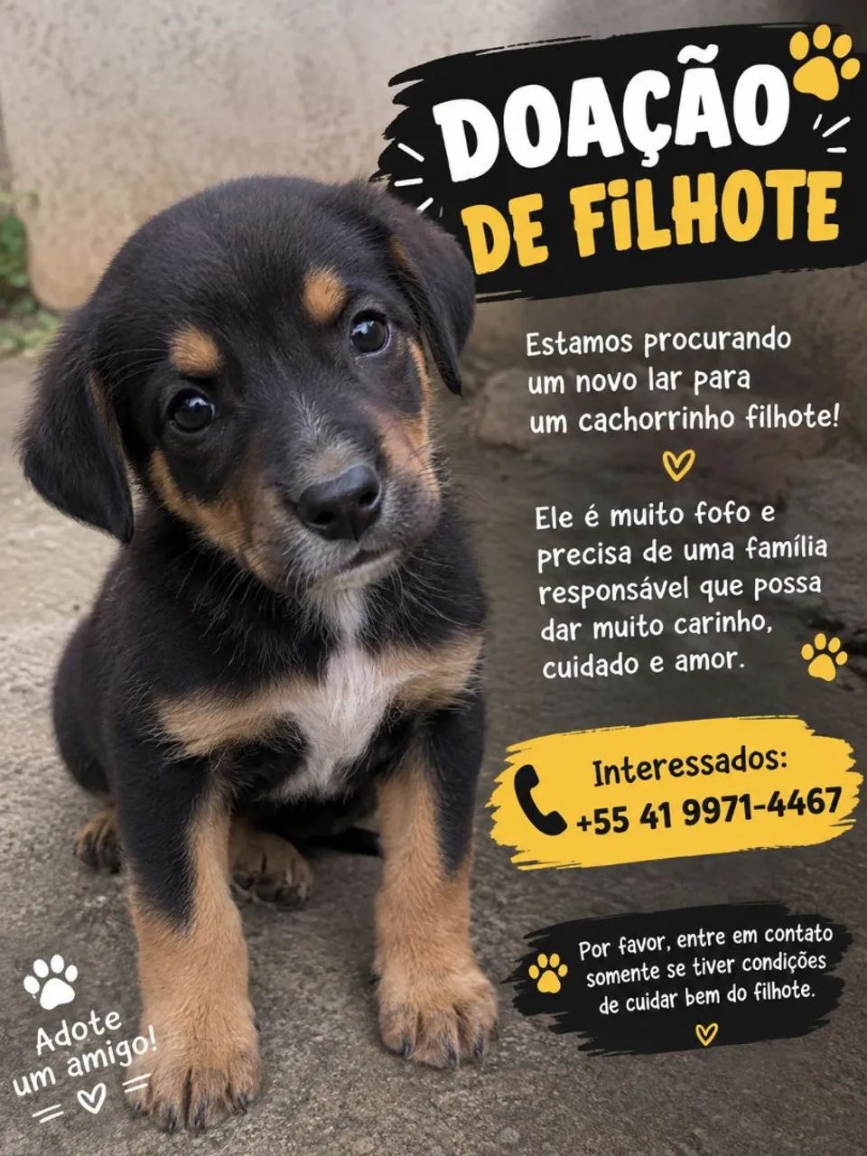 Doação cachorro 