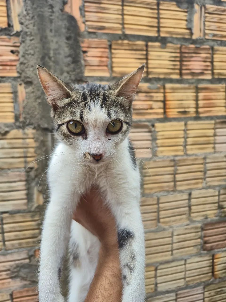 Gata para adoção  - Foto 6