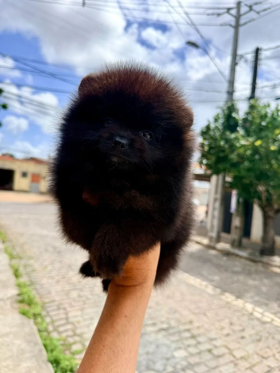 Spitz.macho preto - Foto 4