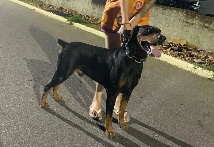 Doberman 