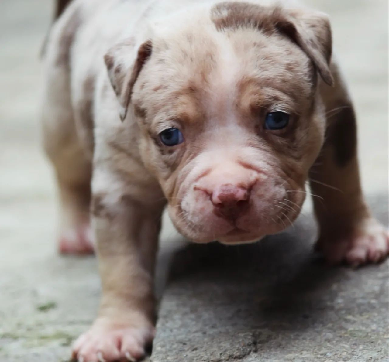 Filhote Pit Monster, macho, tri choco merle.