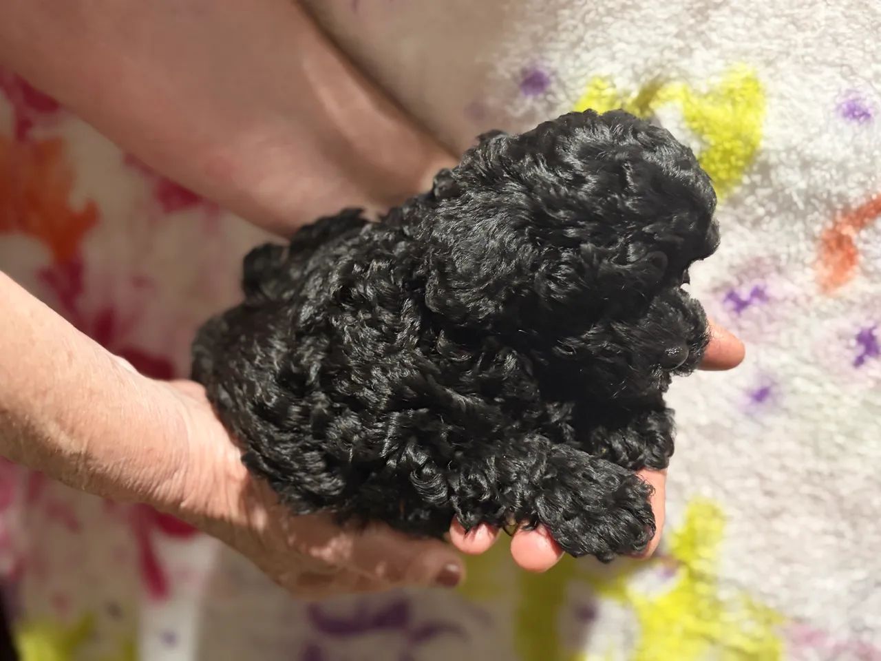 Poodle  - Foto 3