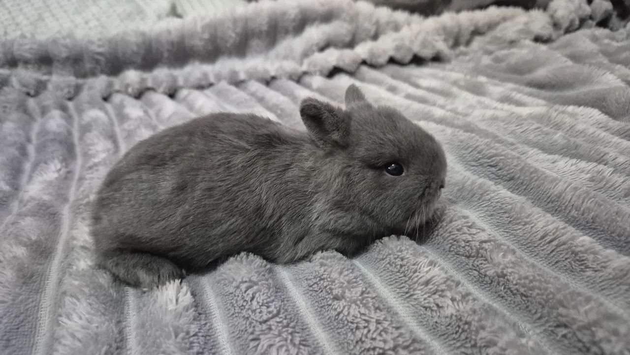 Coelho Anão / Netherland Dwarf - Foto 3
