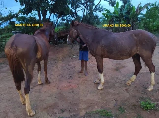 Cavalos castrados mansos de sela - Foto 2