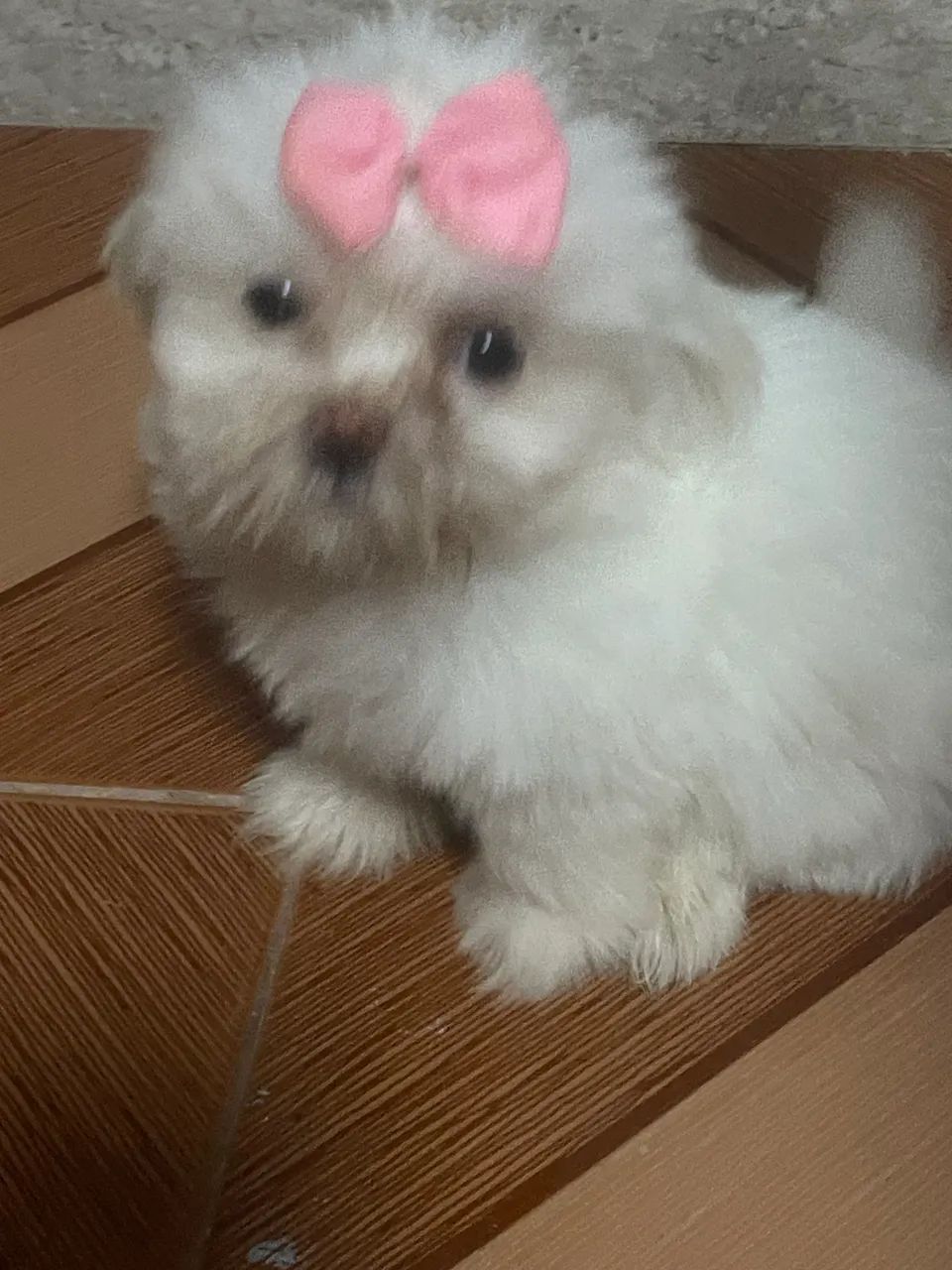 venda de  filhote de  shihtzu - Foto 4