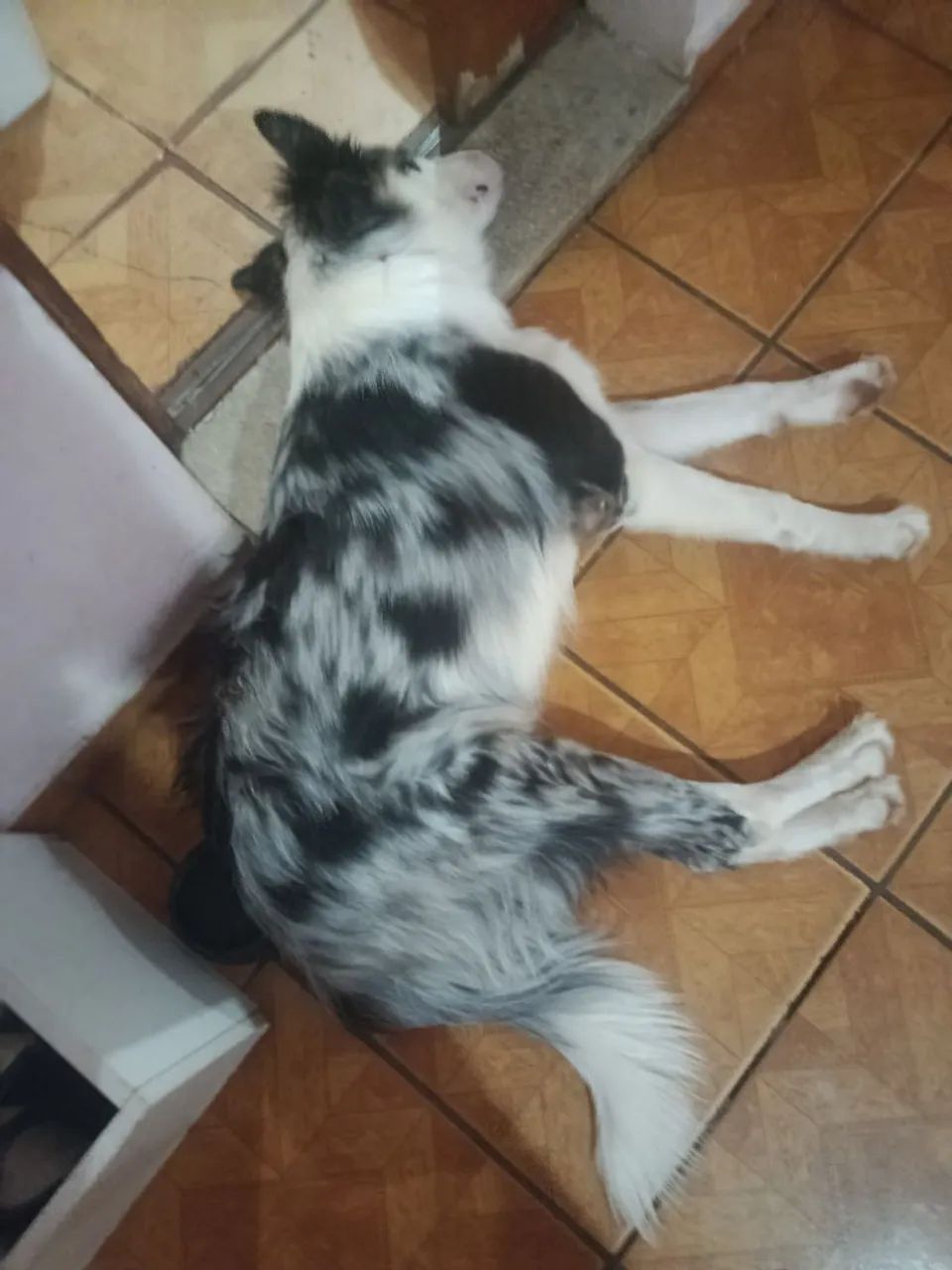 Border Collie  - Foto 4