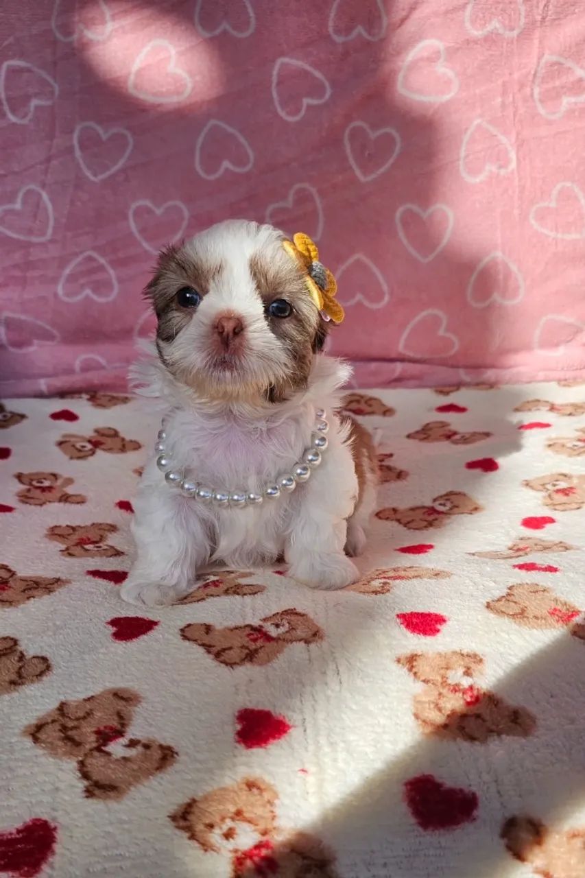 Lindo neném de companhia Shih Tzu/ Shitzu filhotinhos macho e fêmea com garantias