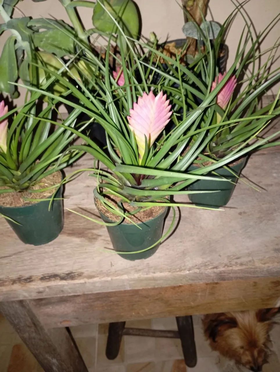 Sementes e plantas  - Foto 2