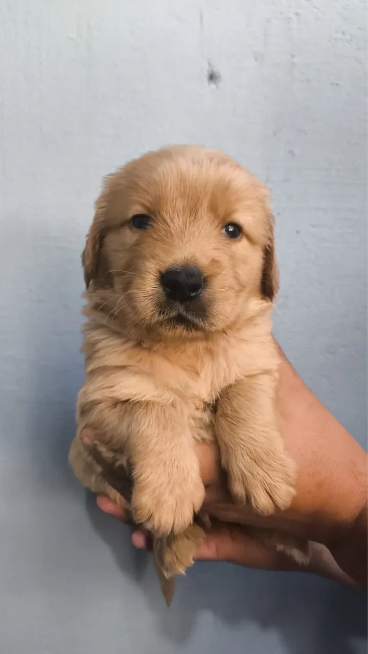 Golden Retriever Filhotes Muito Dóceis Disponíveis