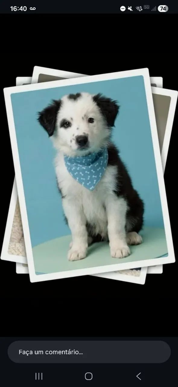 Border collie 5 meses - Foto 2