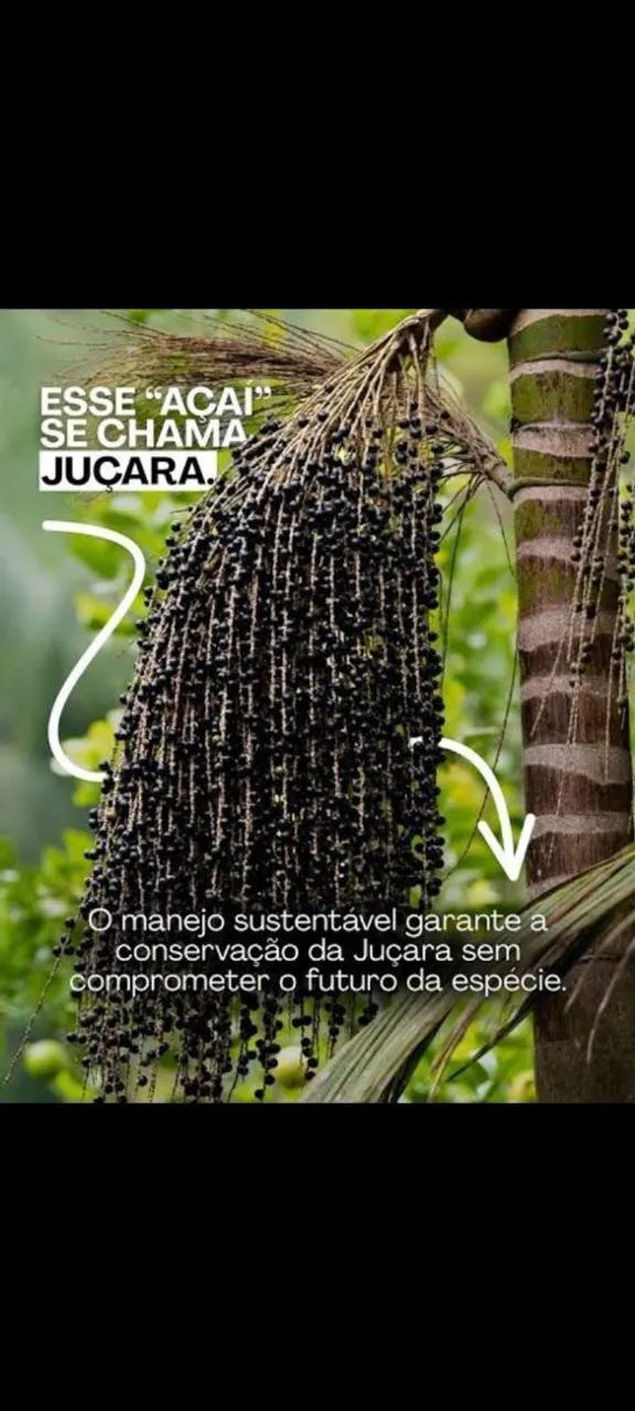 Jucara e buriti natural 20,00 - Foto 2