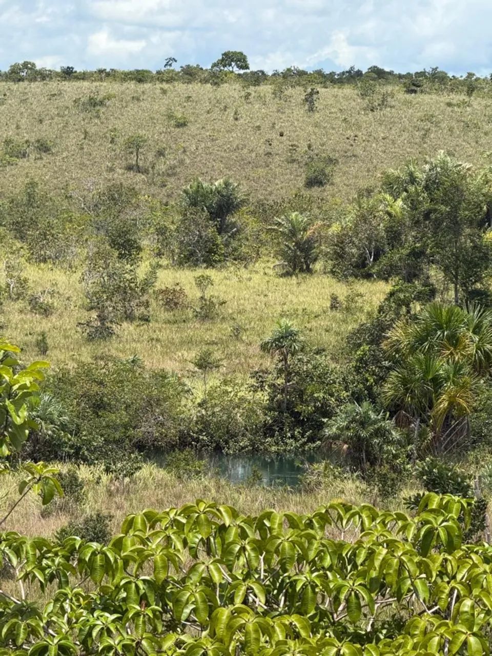 Vendo Sítio á 35 km de Santana na localidade Maçaranduba II - Foto 4