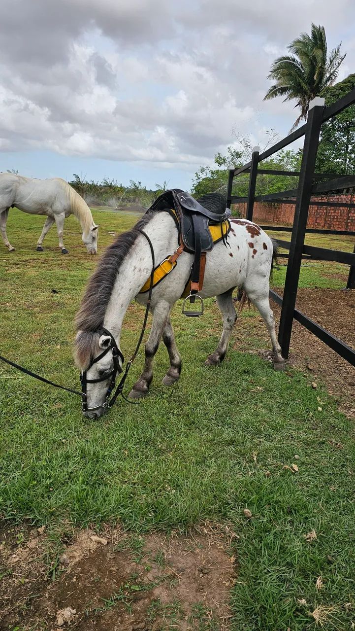 PÔNEY APPALOOSA À VENDA - PIPOCA - SÃO LUIS - SÃO JOSÉ DE RIBAMAR - MA - Foto 5