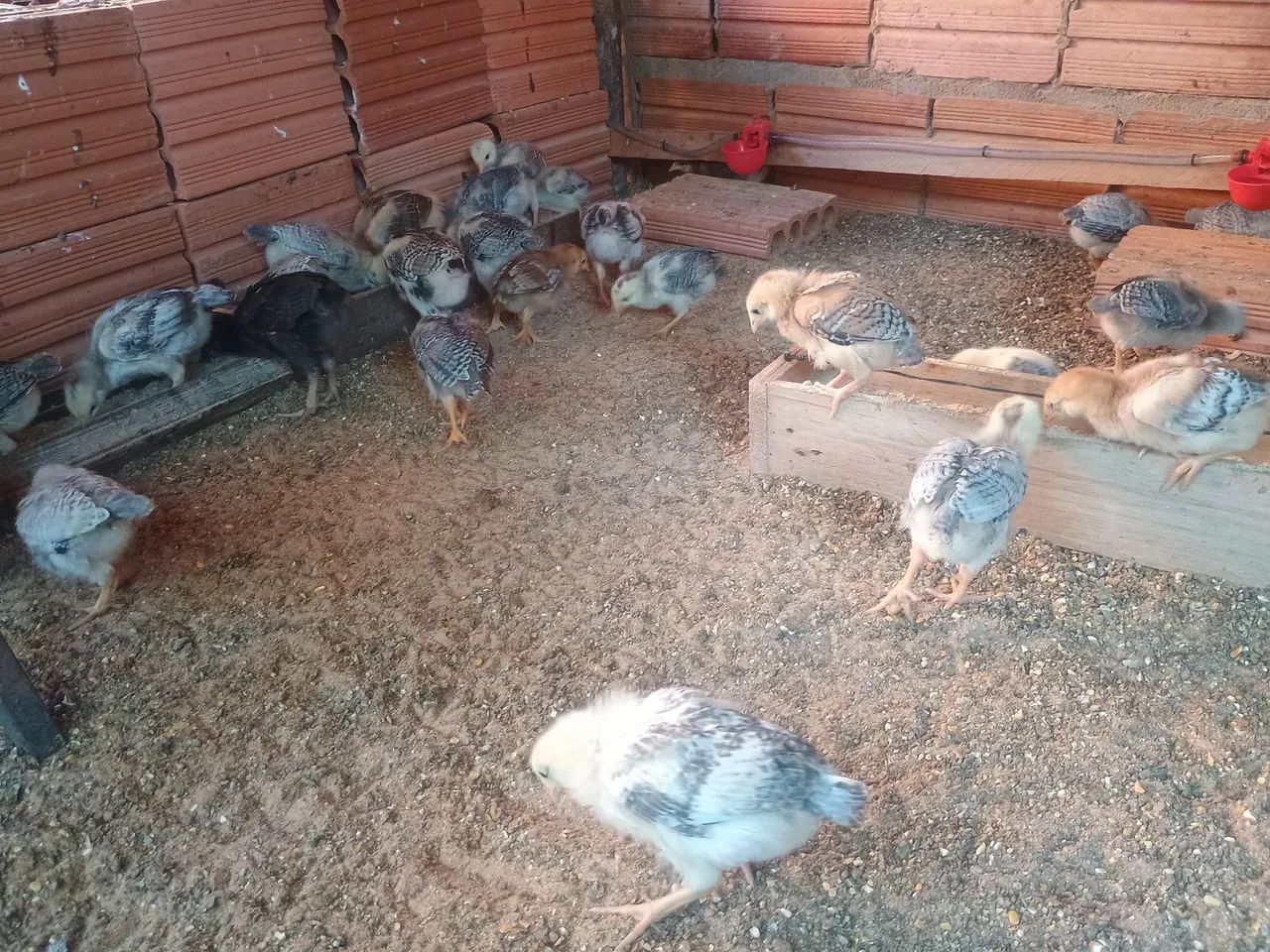 Pintinhos Caipira índio charrua  - Foto 4