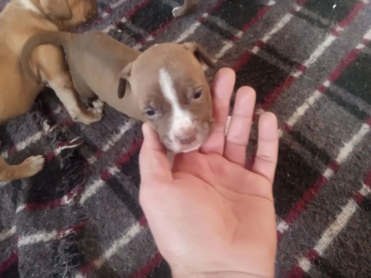 Pit Bull ap.. - Foto 4