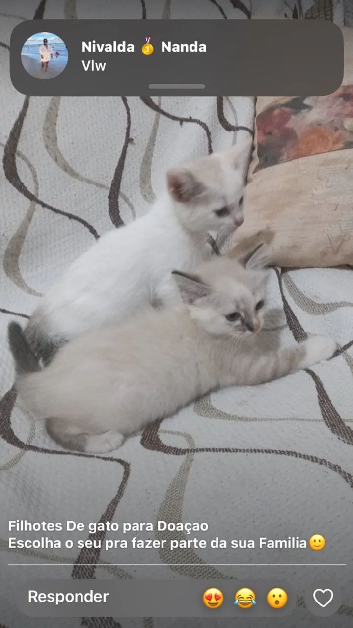 Gatinhos para. Doação 