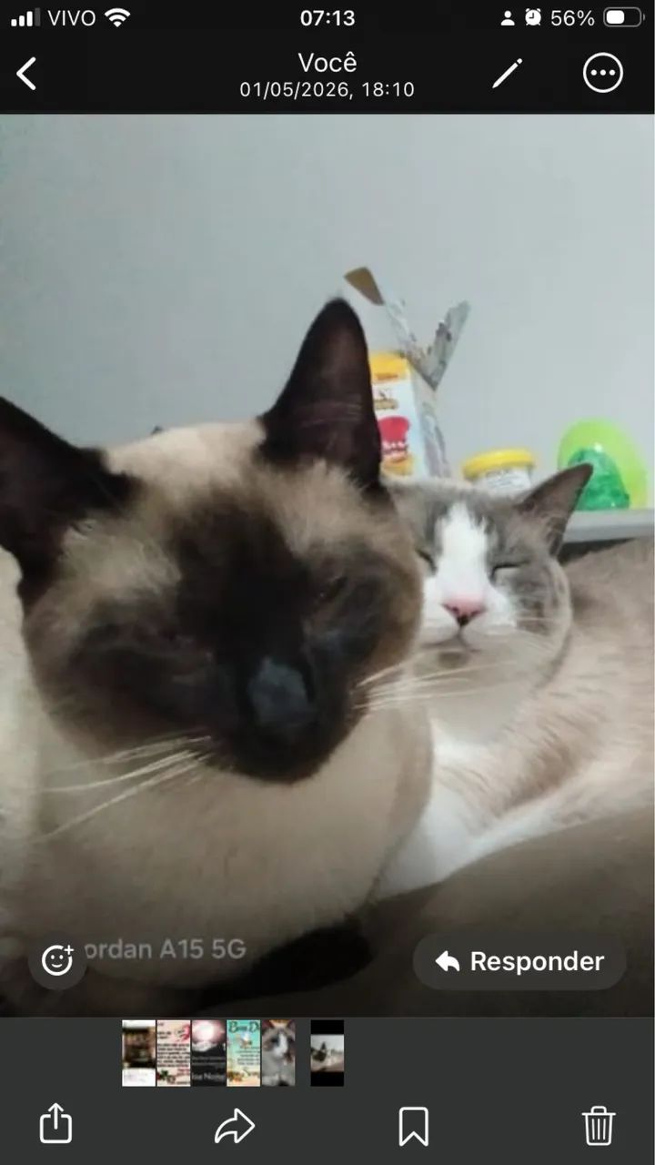 Doação de gatos siamês  - Foto 2