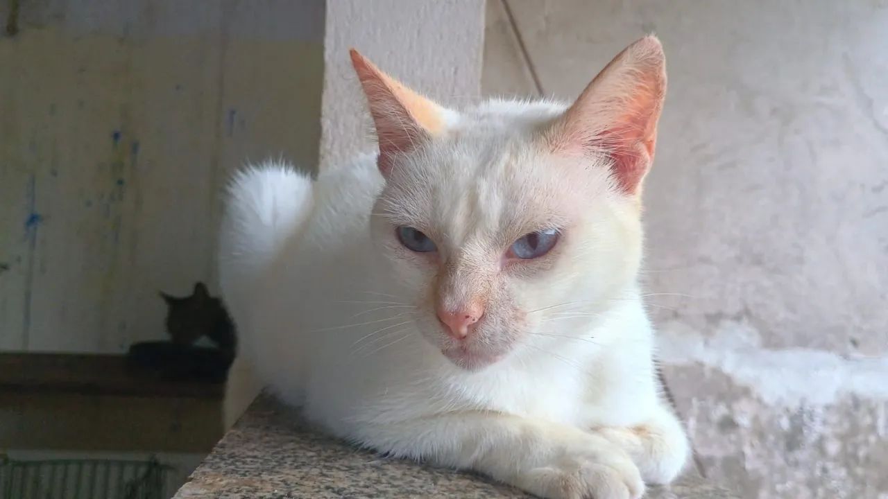 Doação Responsável Gata Castrada 