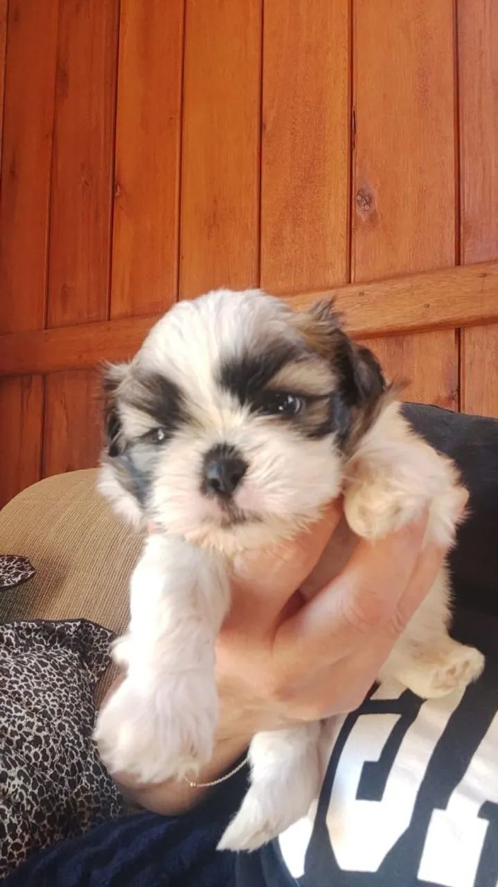 Cachorro schitzu  - Foto 2