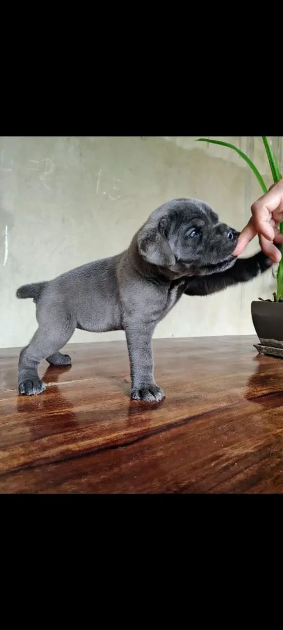 Cane CORSO  - Foto 5